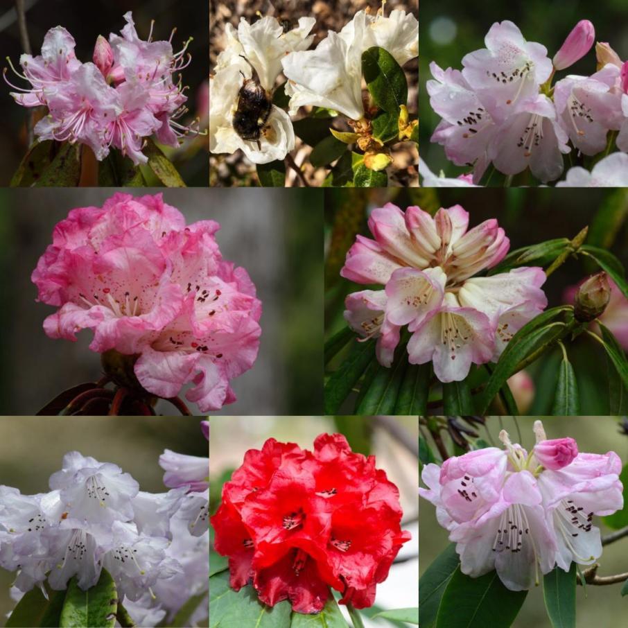Rhodo blooms Greig Rhododendron Species Garden 2019