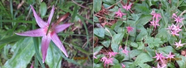 pink fawn lilies