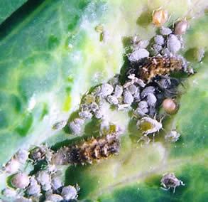 Syrphid fly larva for cabbage aphids
