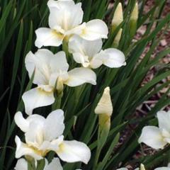 Plant Pick Iris sibirica
