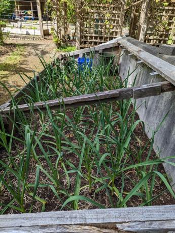 Milner Gardens Growing Garlic