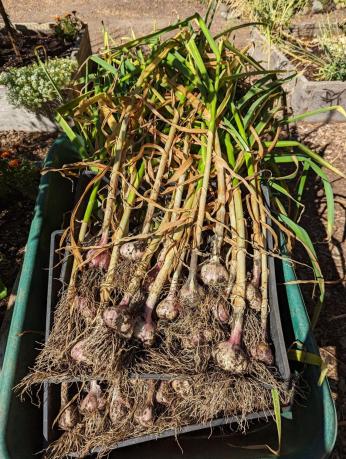 Milner Gardens Harvesting Garlic