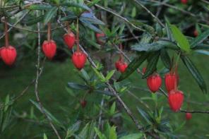 Milner Gardens Plant Pick Chilean lantern tree