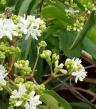 Heptacodium miconoides