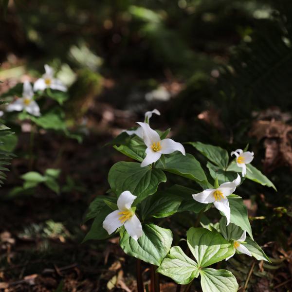 White trillium flowers