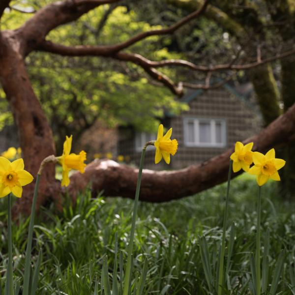 Yellow daffodils