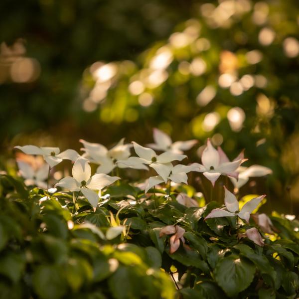 White Chinese kousa dogwood bloom