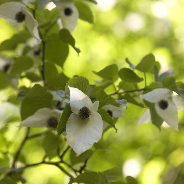 Dove tree