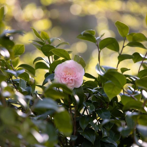Pink camellia flower