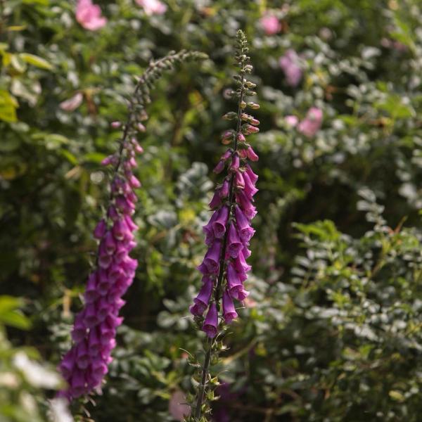 Purple foxglove flowers