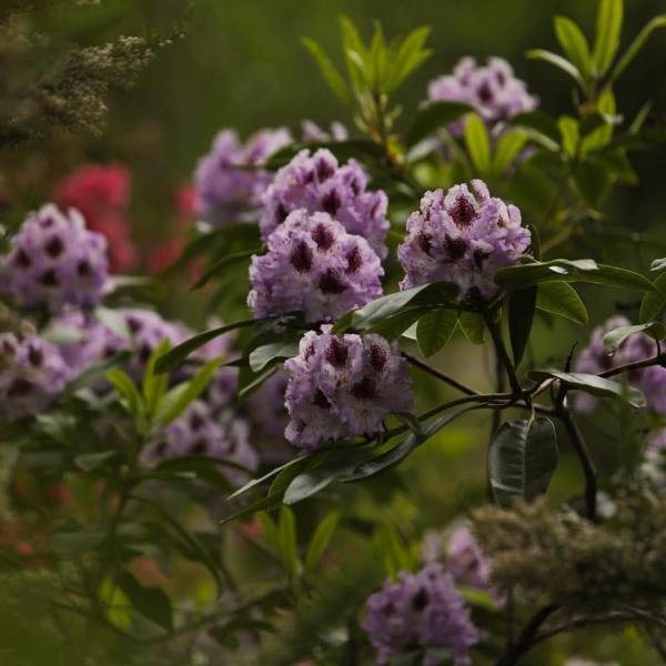 Purple rhododendron