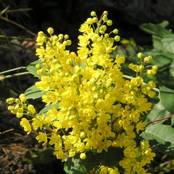 Creeping mahonia plant