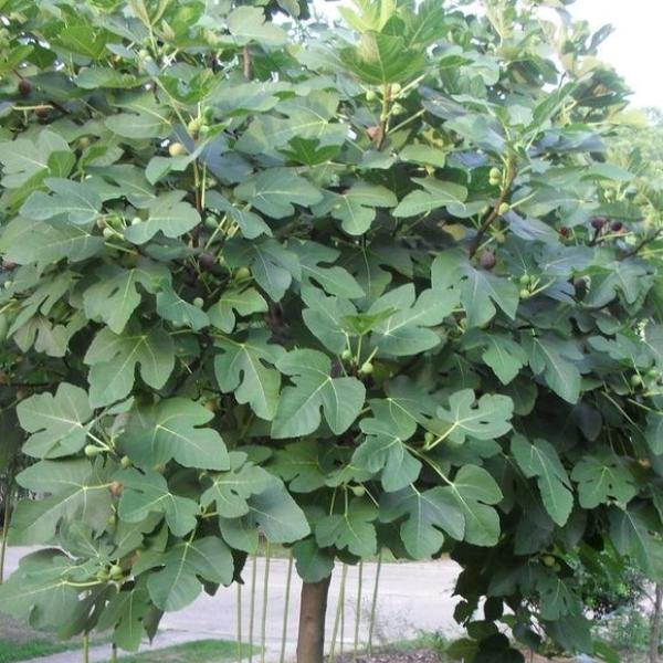 Fig Tree 3