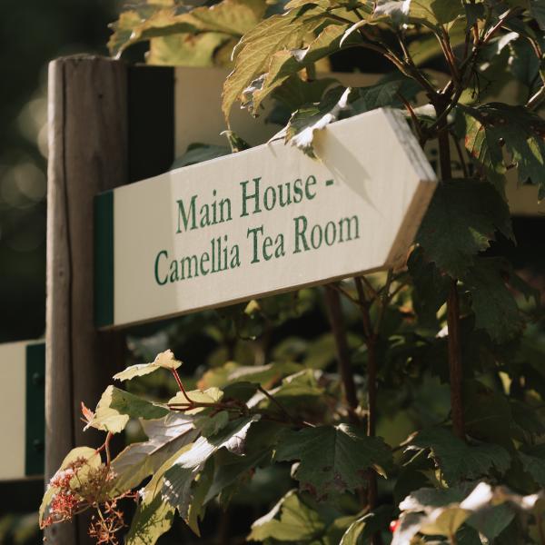 Camellia Tea Room Sign
