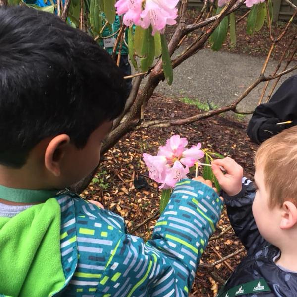 kids pollinate a rhododendron flower 
