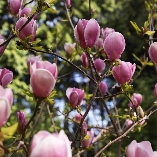 Vibrant pink magnolia blossoms