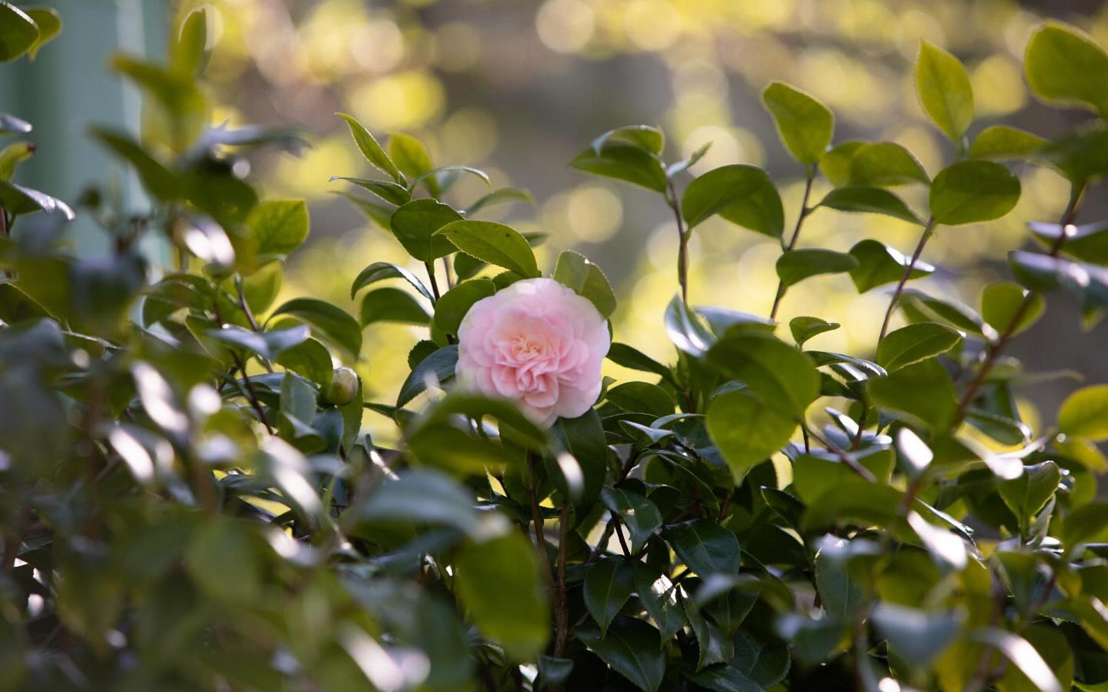 Photo of a single light pink camellia flower in green shrubbery