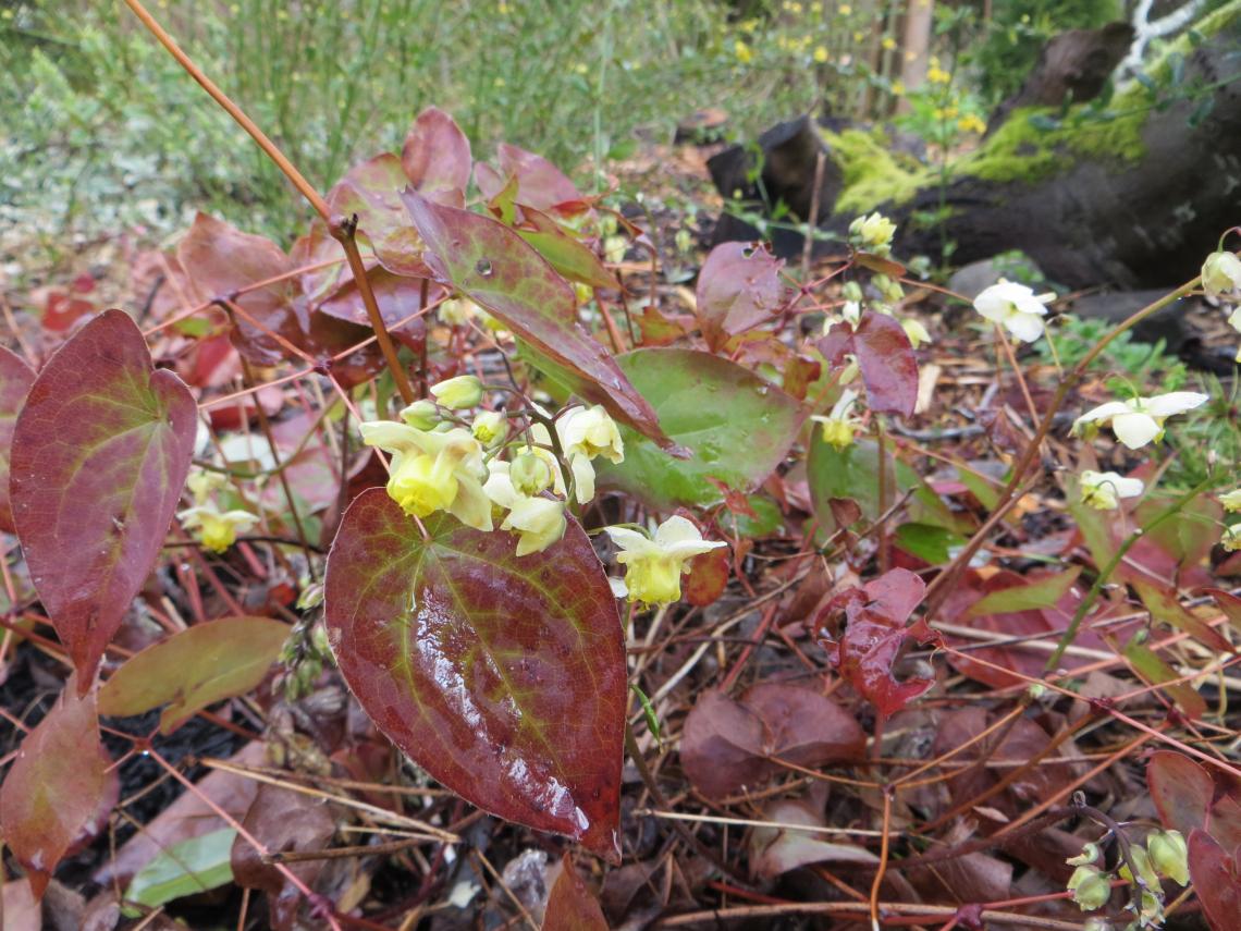 Epimedium versicolor 1