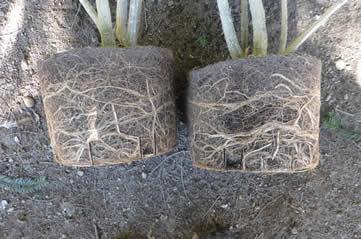 pot bound rootballs