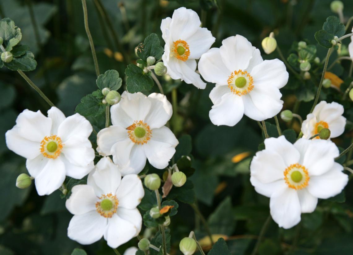 Milner Gardens Windflower