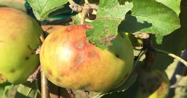 apple scab fungus on an apple