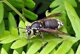 bald-faced hornet