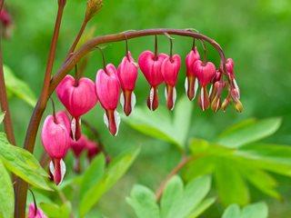 bleeding heart plant