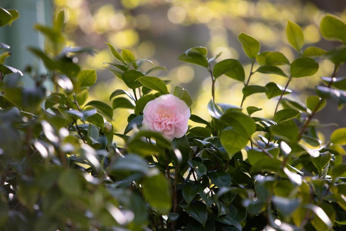 Photo of a single light pink camellia flower in green shrubbery