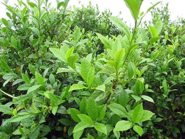 Camellia Sinensis Leaves