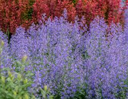 Catmint