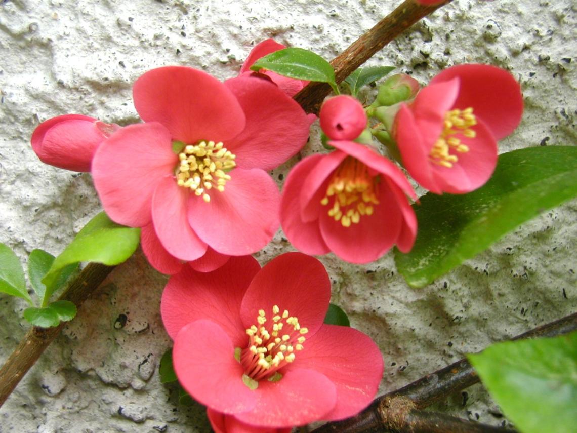 Japanese Quince