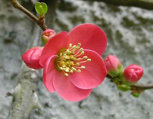 Japanese Quince