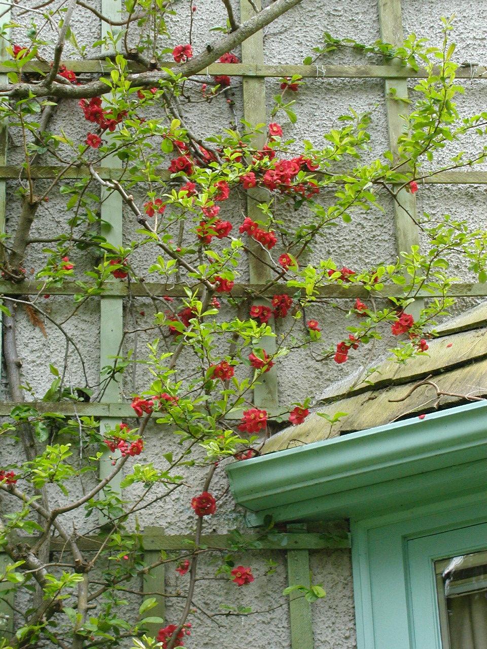 Japanese Quince