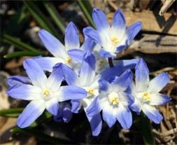 Chionodoxa forbesii