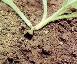 Cutworm Damage