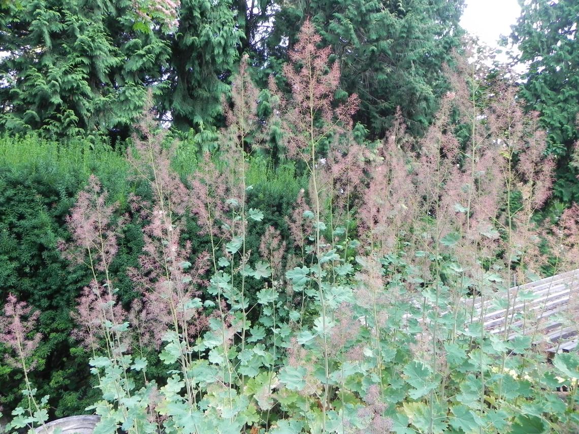 Plume Poppy