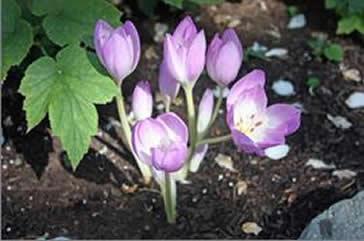 Plant Pick: Angel's Fishing Rod or Wand Flower, Milner Gardens, Vancouver  Island University