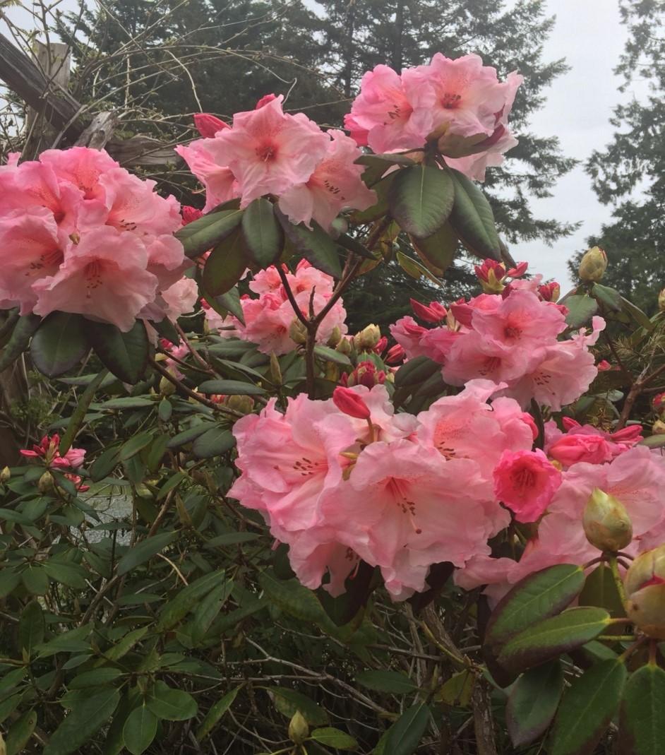 FAQ White flies on Rhodo leaves