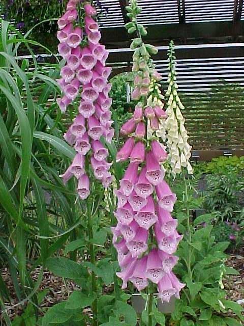 Plant Pick Digitalis purpurea 