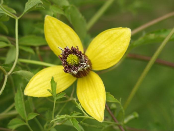 Golden Tiara Clamatis