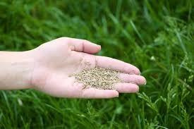 Grass Seed for sunny areas