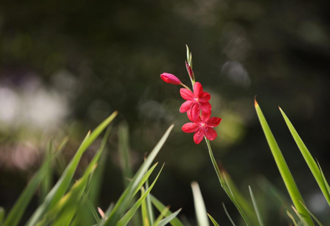 Hesperantha