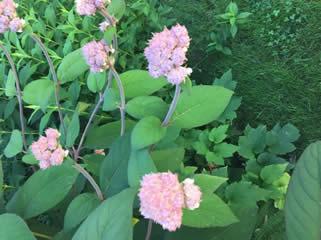 Plant Picks, Milner Gardens, Vancouver Island University