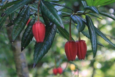 Milner Gardens Plant Pick Chilean lantern tree