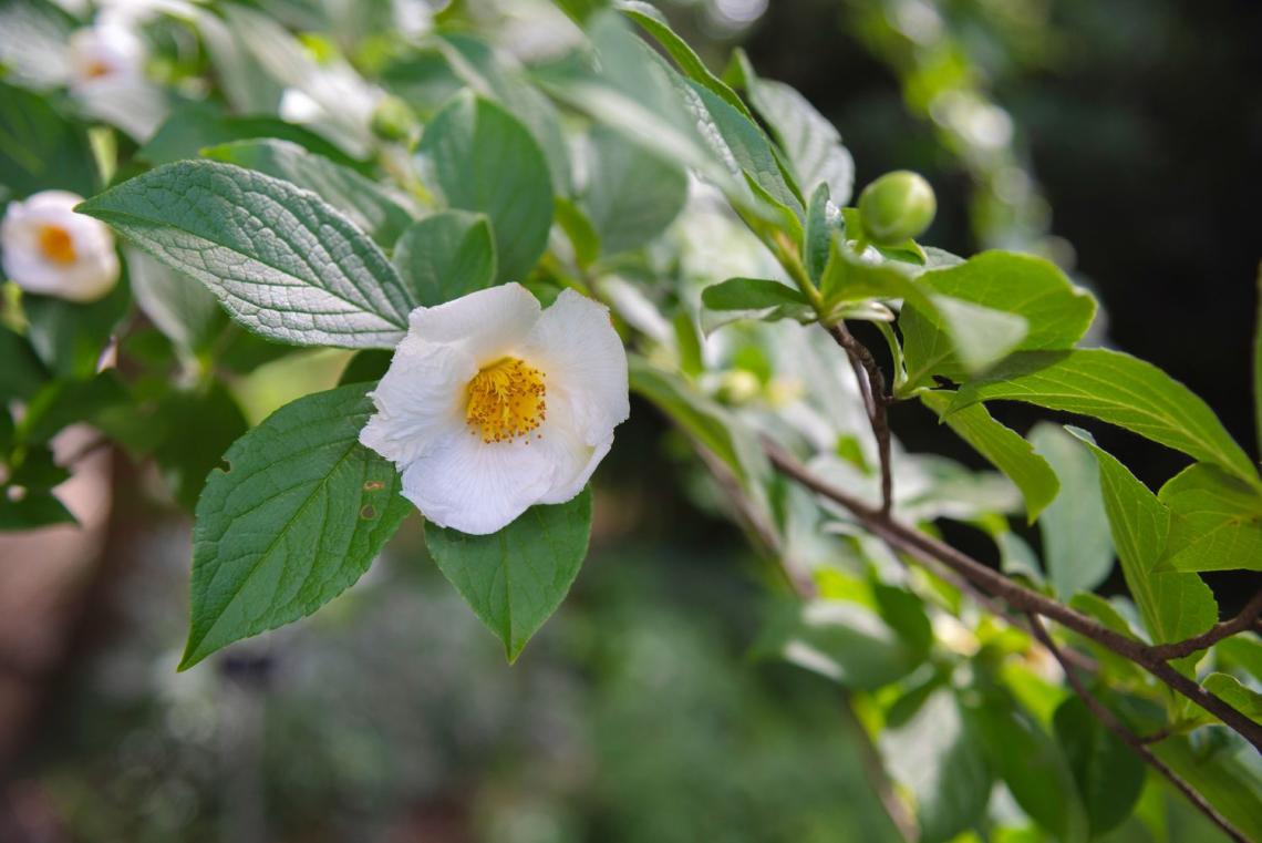 Japanese Stewartia