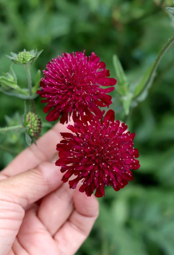 Milner Gardens Knautia Macedonica