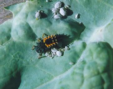 Ladybeetle larva