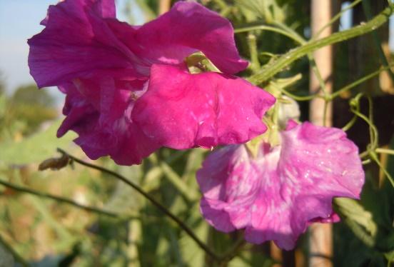 Milner Gardens FAQ Lathyrus odoratus