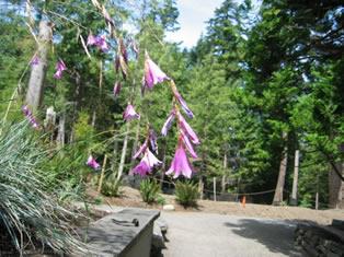 Another eye-catching plant in the Pollinator Garden on a perfect summer  day: angel's fishing rod or fairy wand flower, Dierama pulcherr