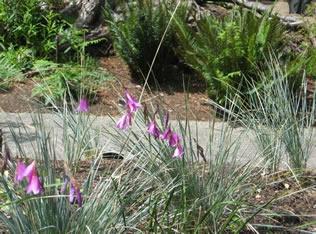 Plant Pick: Angel's Fishing Rod or Wand Flower, Milner Gardens, Vancouver  Island University